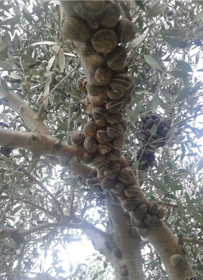 Γενικό Συνέδριο Χοχλιών!