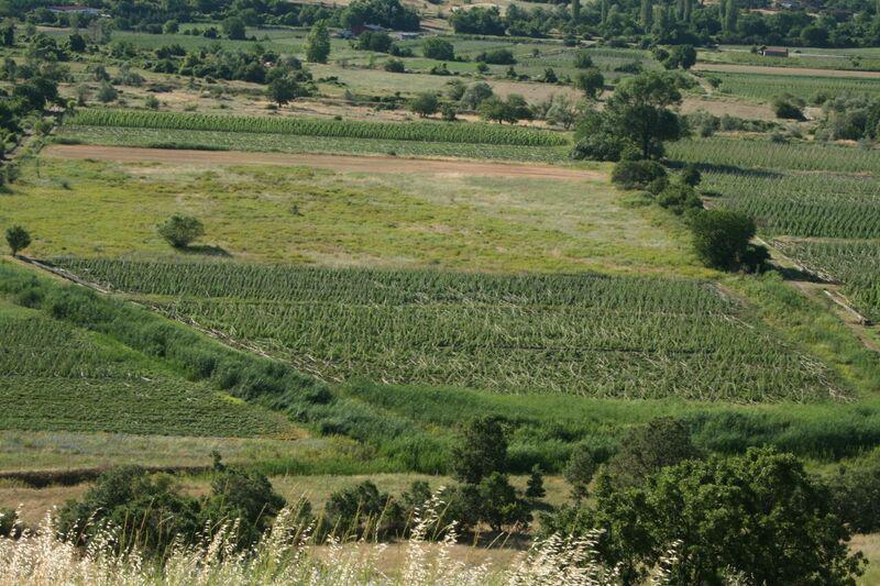 Τεράστιες ζημιές στη φασολοκαλλιέργεια των Πρεσπών