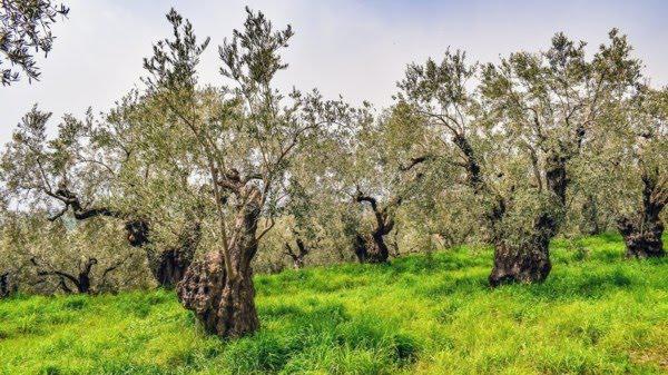 Μεσαρά: Νεκρός βρέθηκε 20χρονος σε ελαιώνα – Αγνοούνταν εδώ και μέρες